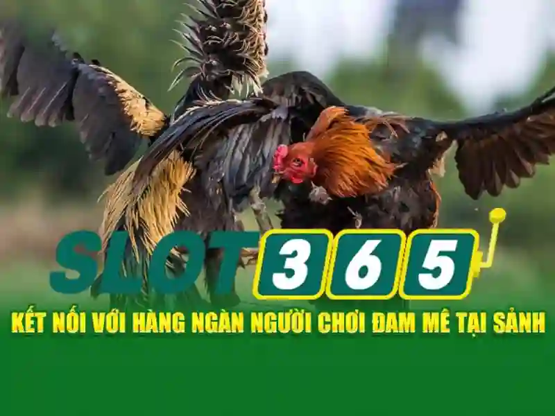 SLOT365 – Trang Chủ Slot365 Uy Tín, Đánh Giá Slot365 Có Lừa Đảo Không 2026