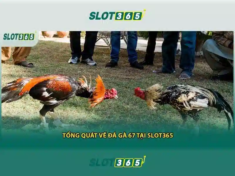 Trải nghiệm cá cược trực tuyến Slot365