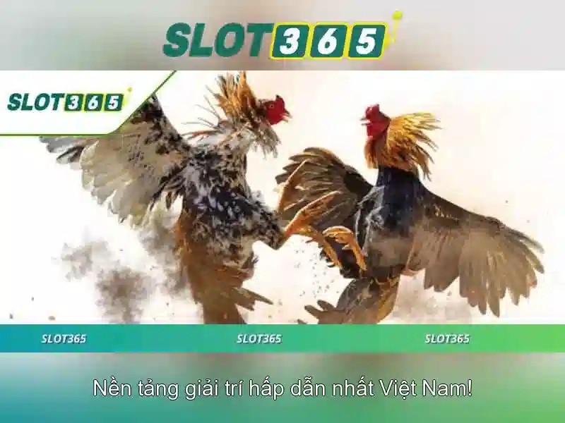 Tại Sao Chọn Slot365